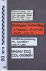 Etiketten zu Denticolloides sinensis (NHMW-ZOO-COL-0008684)